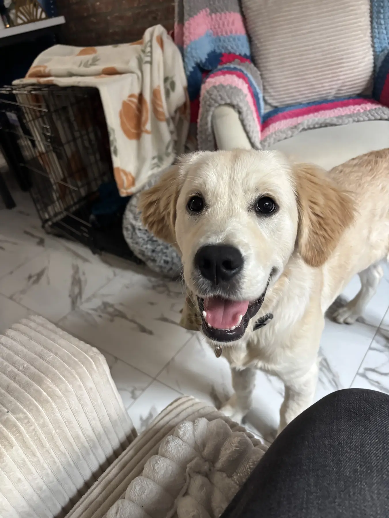 A golden retriever puppy looking up at the camera indoors