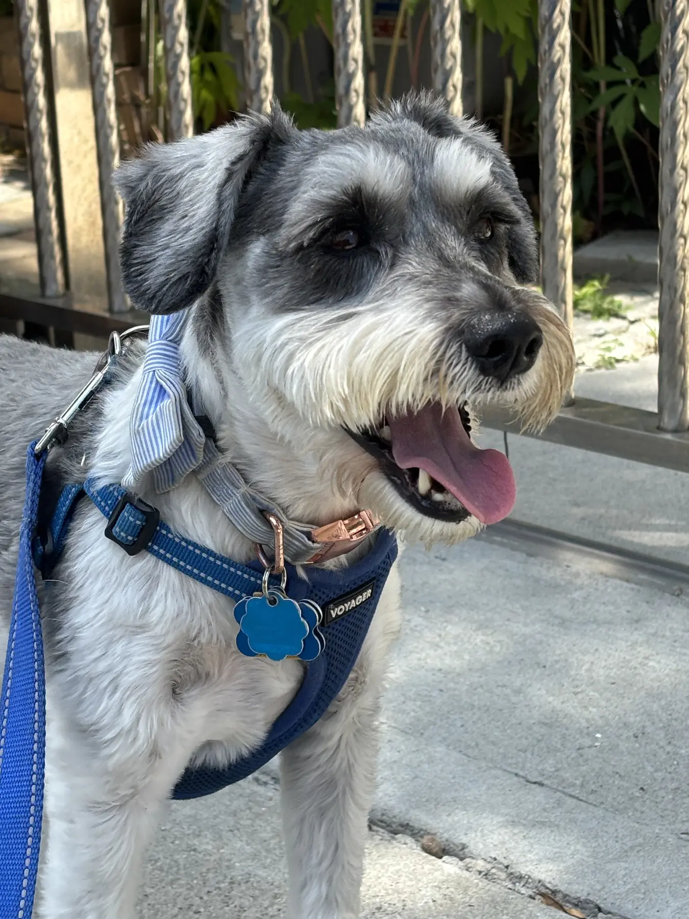 A schnauzer in a harness on a leashed sidewalk walk