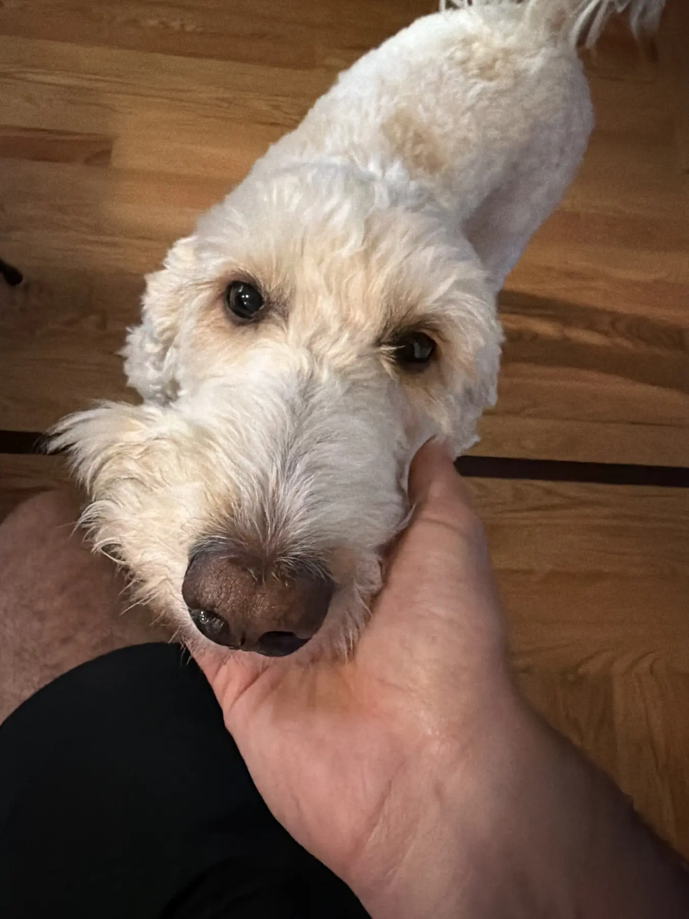 A white curly-coated dog resting its head in a person's hand